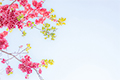 花開校園
